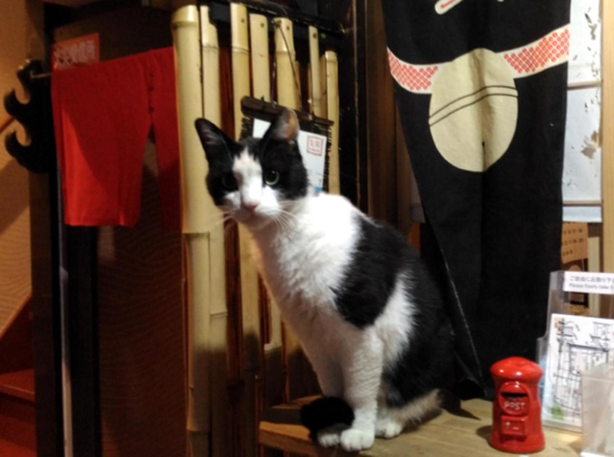 Kyoto Shirakawa Kiraku Inn ภายนอก รูปภาพ